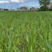 Der Bio-Boom - 100 Jahre ökologische Landwirtschaft