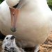 Tierische Superbauten