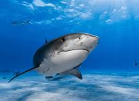 Gefährliche Wildnis