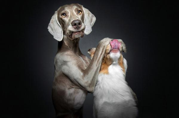 Bild 1 von 1: Der junge Weimaraner Ayu und die Australian-Shepherd-Hündin Amy posieren vor der Linse des Fotografen Christian Vieler, der für seine visuell anspruchsvollen Hundeaufnahmen bekannt ist.