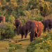 Wildes Uganda