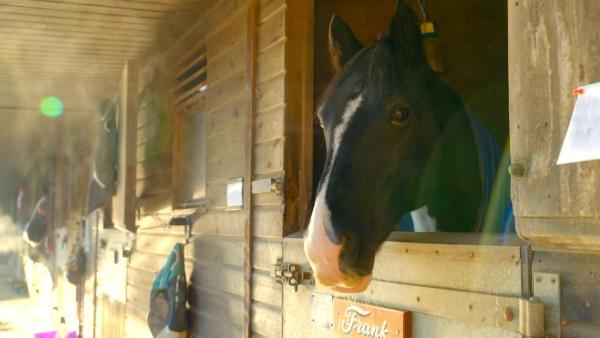 Bild 1 von 17: Im Bild: Pferd im Pferdestall .
