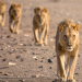 Die Löwen der Namib