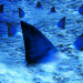 Raging Sharks - Killer aus der Tiefe