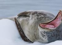 Tierische Blitzattacken