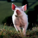 Ein Schweinchen namens Babe
