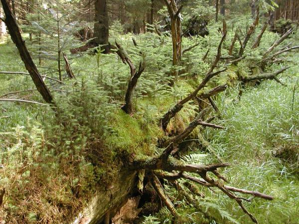 Bild 1 von 4: Der Film zeigt, wie es im einstigen Wirtschaftswald zur \