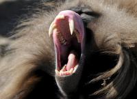 Rift Valley - Der große Graben