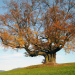 Mythos Baum