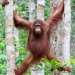 Orang-Utans