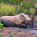 Nashörner ohne Horn: Artenschutz in Südafrika