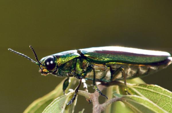 Bild 1 von 5: Die Flugfähigkeit war der Katalysator für die enorme Ausbreitung der Insekten.