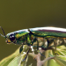 Insekten - Die Meister der Anpassung