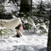 Winter im Wildpark Mautern