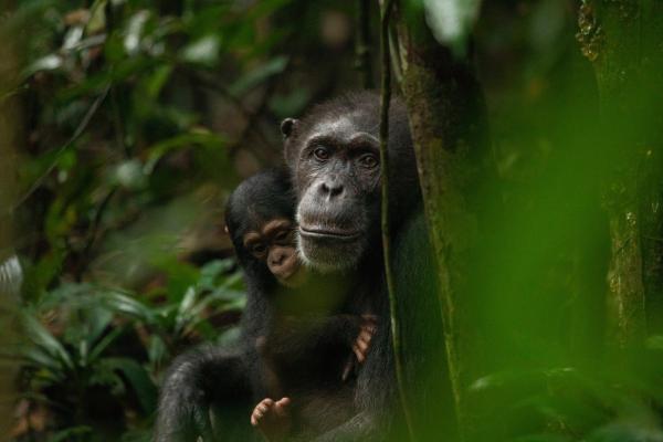 Bild 1 von 15: Viele Schimpansen-Gruppen beherrschen die Technik, Nüsse mit Steinen zu öffnen.