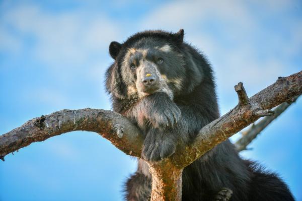 Bild 1 von 18: Im Bild: Andenbär-Männchen Bernie.