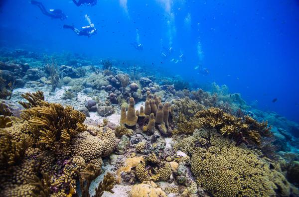 Bild 1 von 5: Der Film begleitet Forscherinnen und Forscher auf der Karibikinsel Curaçao, die daran arbeiten, die Korallen mit einem neuen wissenschaftlichen Ansatz für die Zukunft widerstandsfähiger zu machen.
