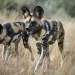 Auf Leben und Tod - Die große Jagd