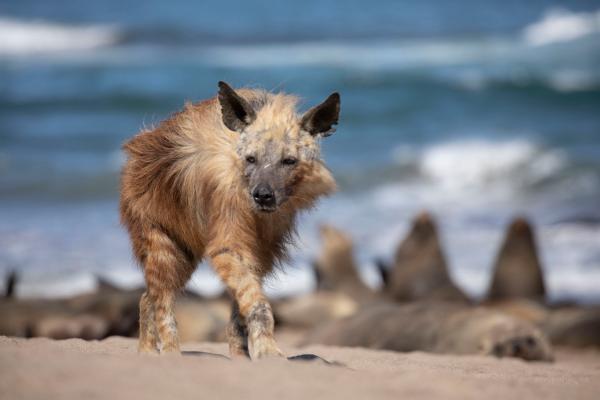 Bild 1 von 15: Hyänen sind Wüstenspezialisten. An der Skelettküste von Namibia legen sie bis zu 30 Kilometer am Tag auf der Suche nach Futter zurück.