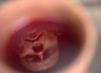 Julius Cäsar - Der Diktator