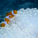 Into the Blue - Indonesiens Unterwasserparadiese