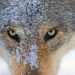 Wilder Grenzgänger - Der Wolf ist zurück