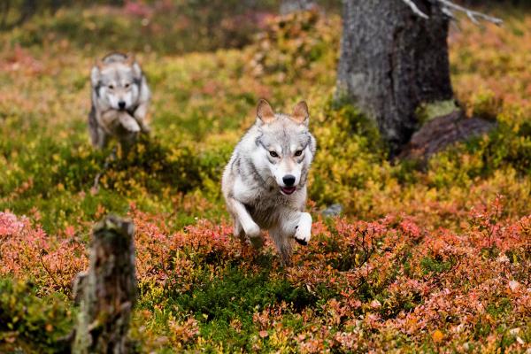 Bild 1 von 8: Die Wölfe haben entdeckt, dass sich ein junges Rentier in ihrem Revier aufhält. Gemeinsam versuchen sie, das Jungtier zu jagen und zu umzingeln.