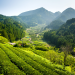 Wildes Japan: Honshu