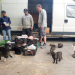 Harte Hunde - Ralf Seeger greift ein