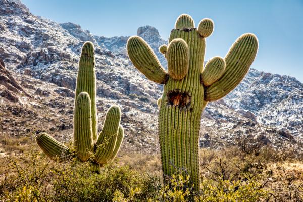 Bild 1 von 15: Der Saguaro-Kaktus aus Nordamerika kann große Wassermengen aufnehmen und speichern, wobei sich die Pflanze stark ausdehnt.
