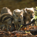 Wilde Tierkinder