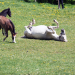 Die Lipizzanerheimat - Kraftquelle für Mensch und Tier
