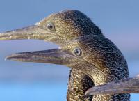 Afrika: Kontinent der Vielfalt