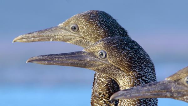 Bild 1 von 8: Junge Kaptölpel haben ein dunkles Gefieder. Erst im Erwachsenenalter wird es hell.