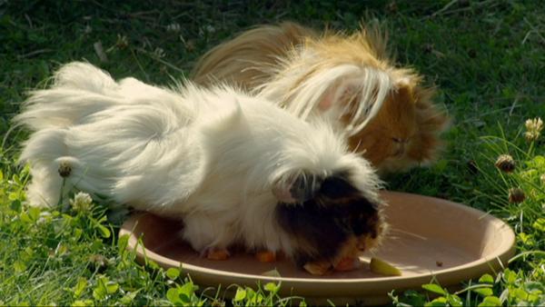 Bild 1 von 2: Das Meerschweinchenpaar Nina und Manfred