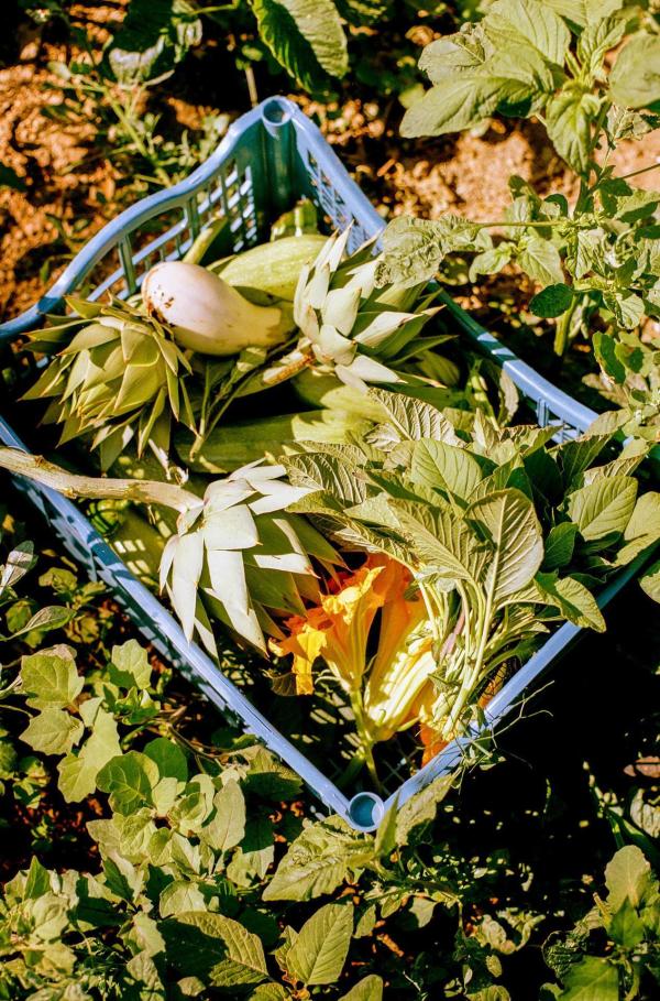 Bild 1 von 5: Im Bild: Wie und warum schützt uns eine Ernährung nach mediterranem Vorbild vor Fettleibigkeit, Herz-Kreislauf-Erkrankungen, Krebs und Gehirnalterung?