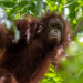 Big Five Asien