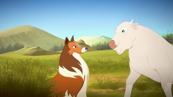 Bild 1 von 2: Lassie freundet sich mit dem weißen Büffelkalb (rechts) an.