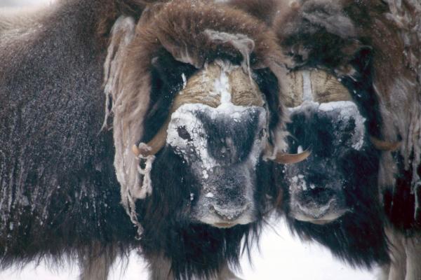 Bild 1 von 6: Nur wenige Tiere überleben die kalten Temperaturen des arktischen Winters - -die Moschusochsen zählen dazu.