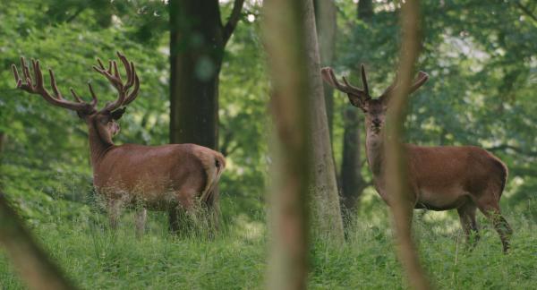 Bild 1 von 4: 