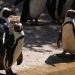 Die 30 schönsten Geschichten aus dem Berliner Tierpark