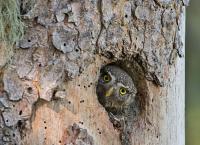 Schladminger Bergwelten - Von Gipfeln und Gämsen
