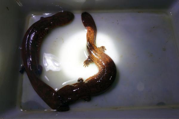 Bild 1 von 5: Die zweijährigen Riesensalamander werden noch über einen Meter lang.