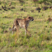 Kenia - Dem Regen hinterher