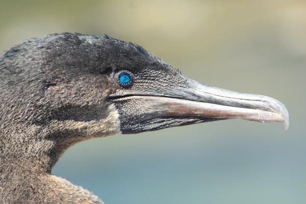 Bild 1 von 7: Kopf einer Galapagosscharbe.