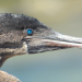 Galapagos