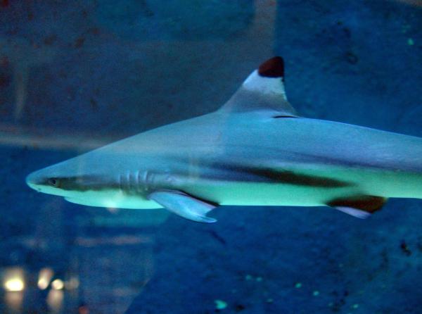 Bild 1 von 9: Mehrere wertvolle Fische sind aus unerklärlichen Gründen gestorben, darunter auch Schwarzspitzenhaie, die Attraktion des Zoo-Aquariums.