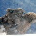 Weihnachten in der Wildnis