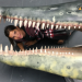 Anna und die wilden Tiere