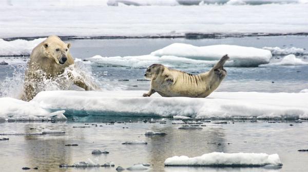 Bild 1 von 5: Ein Eisbär greift eine Bartrobbe an, die sich von der Fischjagd erholt.